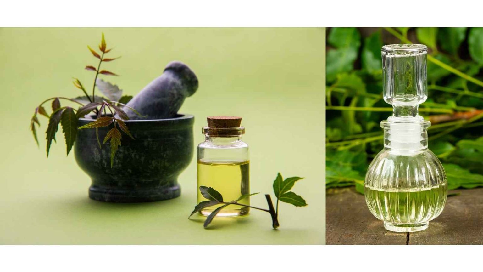 The Battle of the Oils Eco Oil vs Neem Oil Ecotsy