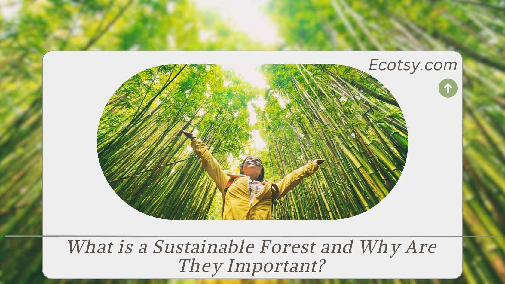 What is a Sustainable Forest and Why Are They Important? Ecotsy