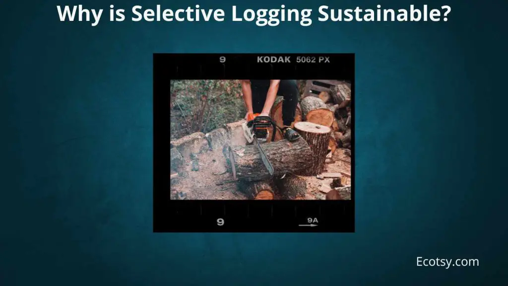 Why is Selective Logging Sustainable Featured Image
