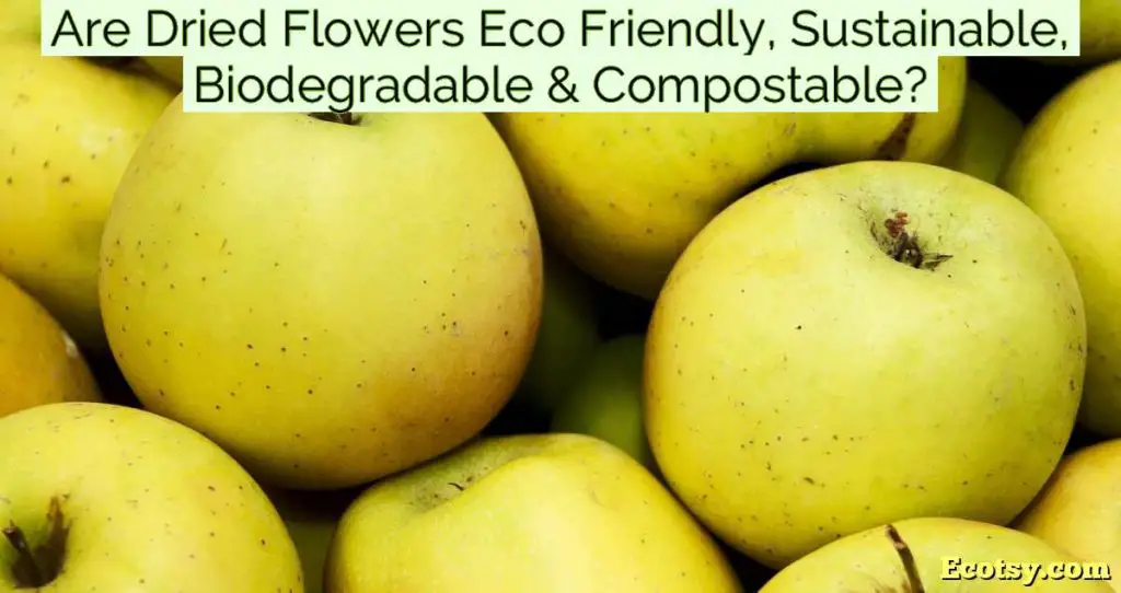 Are Dried Flowers Eco Friendly, Sustainable, Biodegradable & Compostable?