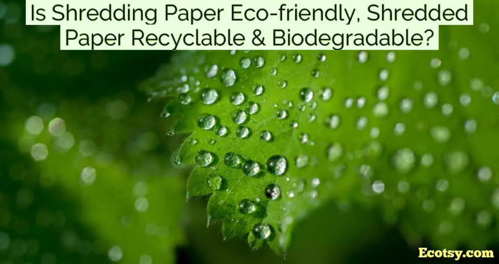 Is Shredding Paper Eco-friendly, Shredded Paper Recyclable & Biodegradable?