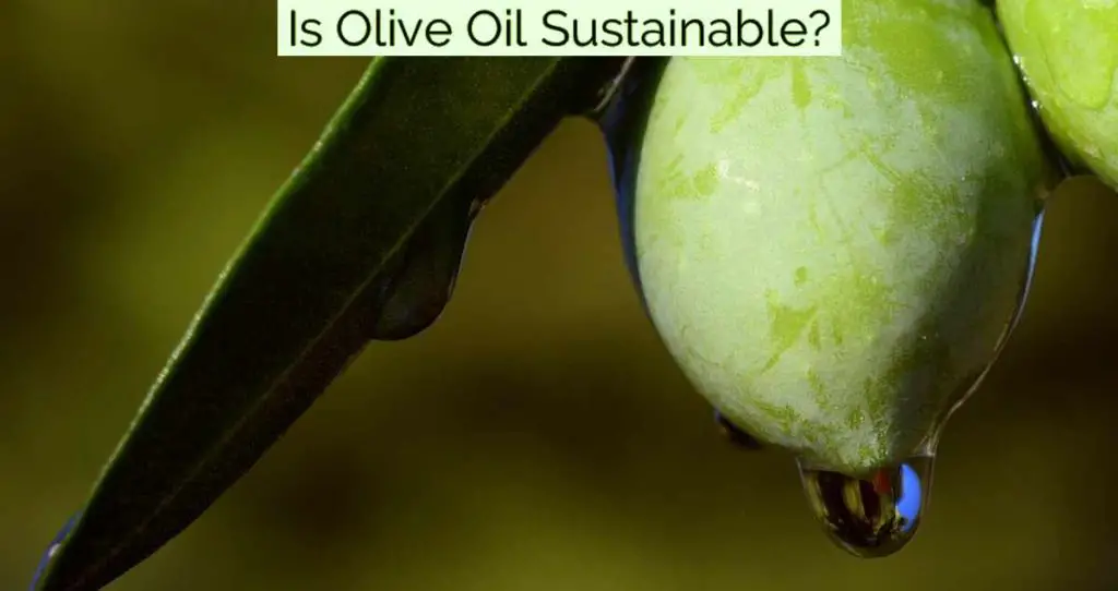 Is Olive Oil Sustainable?