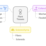 Parenchyma vs Collenchyma vs Sclerenchyma Comprehensive Cell Comparison